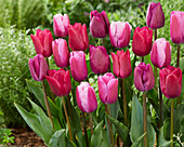 Tulpe (Tulipa) 'Triumph', Mischung