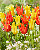 Tulpe (Tulipa) 'Ballerina', 'Moonshine'