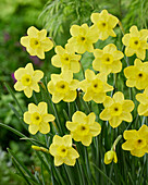 Narzisse (Narcissus) 'Festive Gift'