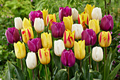 Tulpe (Tulipa)', Mischung
