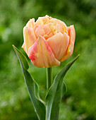 Tulpe (Tulipa) 'Pastell Double Symbiose'