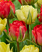 Tulpe (Tulipa) 'Robono', 'Akebono'