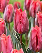 Tulpe (Tulipa) 'Pink Irene'