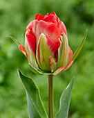Tulpe (Tulipa) 'Robono'