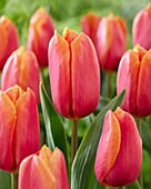 Tulpe (Tulipa) 'Orange County'
