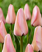 Tulpe (Tulipa) 'Bella Blush'