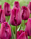 Tulpe (Tulipa) 'Purple Eye'