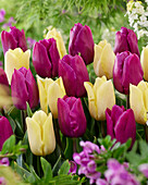 Tulpe (Tulipa) 'Sunny Prince', 'Purple Prince'