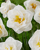 Narzisse (Narcissus) 'Serena Beach'