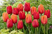 Tulipa Triple A,Verandi