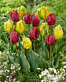 Tulpe (Tulipa) 'Shining Parrot', 'Jan van Nes Parrot'