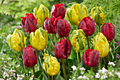 Tulpe (Tulipa) 'Shining Parrot', 'Jan van Nes Parrot'