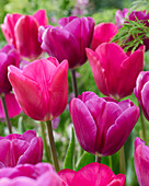 Tulpe (Tulipa) 'Angola', 'Pink Ardor'