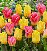 Tulpe (Tulipa) 'Tom Pouce', 'Strong Gold'