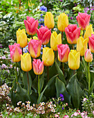 Tulipa Tom Pouce,Strong Gold
