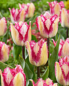 Tulpe (Tulipa) 'Yasmine'