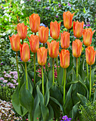 Tulpe (Tulipa) 'Orange Emperor'