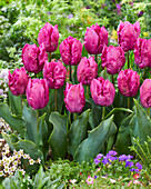 Tulipa Parrot Prince