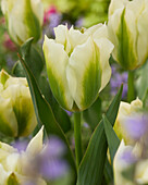 Tulpe (Tulipa) 'Spring Green'