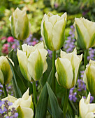 Tulpe (Tulipa) 'Spring Green'