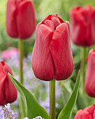 Tulpe (Tulipa) 'Red Charm'