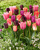 Tulpe (Tulipa)', Mischung