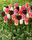 Tulipa mix