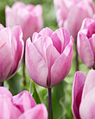 Tulpe (Tulipa) 'Jacuzzi'