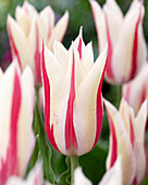 Tulpe (Tulipa) 'Marylin'
