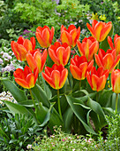 Tulpe (Tulipa) 'Candela Festival'