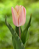 Tulpe (Tulipa) 'Holland Beauty'
