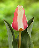 Tulpe (Tulipa) 'Bon Beauty'
