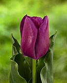 Tulpe (Tulipa) 'Passio Glossy'