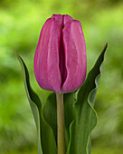 Tulpe (Tulipa) 'Holland Beauty Paare'