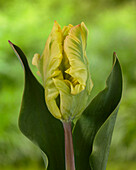 Tulpe (Tulipa) 'Parrot Strongold'