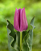 Tulipa Passio Mystic