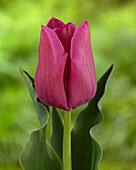 Tulpe (Tulipa) 'Passio Fuchsi'