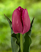 Tulpe (Tulipa) 'Duin 36'