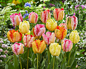 Tulpe (Tulipa) 'Parrot', Mischung