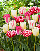 Tulpe (Tulipa) 'USA', Mischung