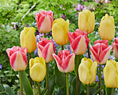 Tulpe (Tulipa) 'Avocado', 'Supermodel'