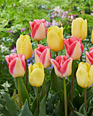 Tulpe (Tulipa) 'Avocado', 'Supermodel'