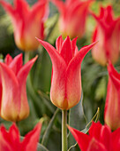 Tulpe (Tulipa) 'Royal Gift'