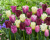 Tulpe (Tulipa) 'Purple and White Fringed', Mischung