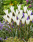 Tulpe (Tulipa) 'Sylvia'