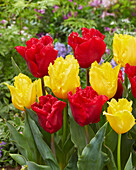 Tulpe (Tulipa) 'Tweety', 'Makarska'