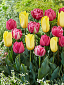 Tulpe (Tulipa) 'Yellow and Pink', Mischung