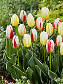 Tulipa Happy People,Happy Generation