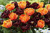 Tulpe (Tulipa) 'Orange Princess', 'Canyon'