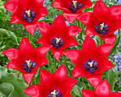 Tulipa Invitation